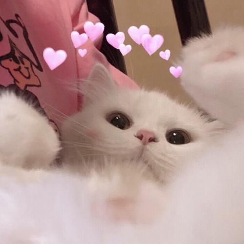 可爱猫咪头像超萌