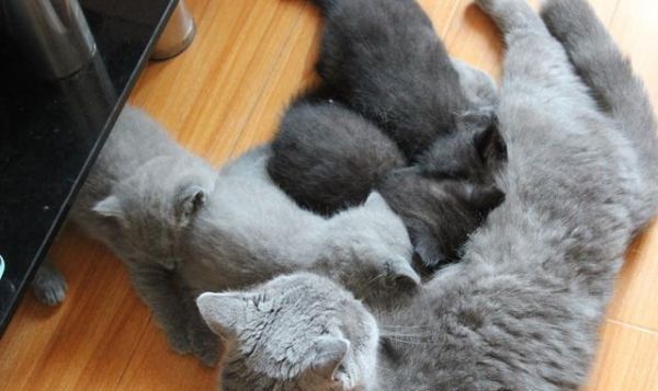 小奶猫满月暖炸了，一波英短小猫咪萌图留念