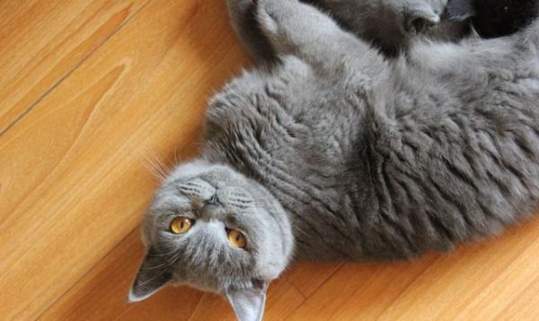 小奶猫满月暖炸了，一波英短小猫咪萌图留念