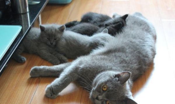 小奶猫满月暖炸了，一波英短小猫咪萌图留念