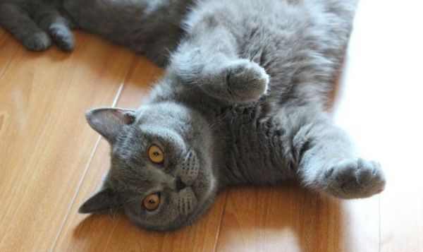 小奶猫满月暖炸了，一波英短小猫咪萌图留念