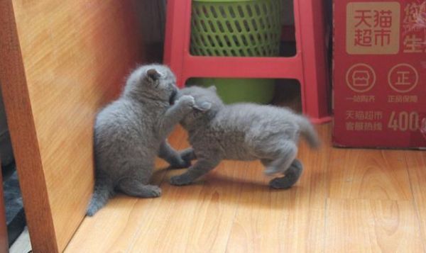 小奶猫满月暖炸了，一波英短小猫咪萌图留念