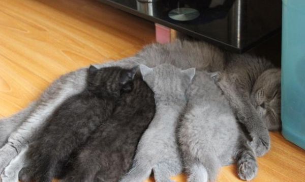 小奶猫满月暖炸了，一波英短小猫咪萌图留念
