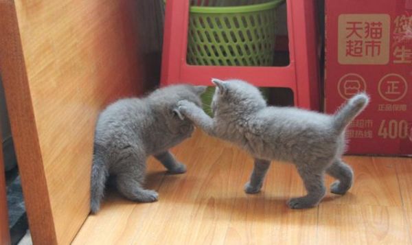 小奶猫满月暖炸了，一波英短小猫咪萌图留念
