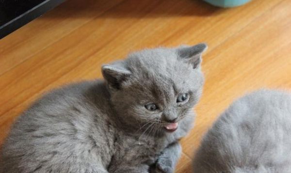 小奶猫满月暖炸了，一波英短小猫咪萌图留念