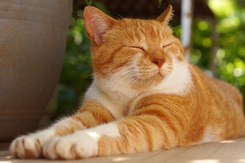猫咪健康知识小贴士