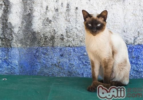 <a href=/zhonglei/mao/ target=_blank class=infotextkey>猫</a>咪生活小知识