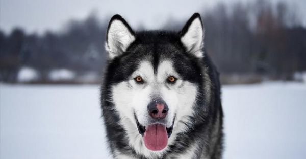 宠物养老（探讨老龄化宠物的现状与应对方法）