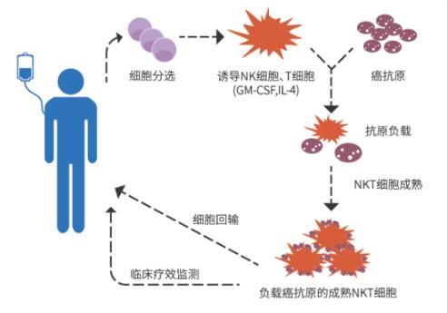 借力打力，癌症免疫疗法——新型癌症治疗模式，有望撑起
