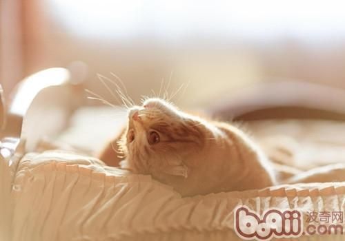 <a href=/zhonglei/mao/ target=_blank class=infotextkey>猫</a>咪如何免疫
