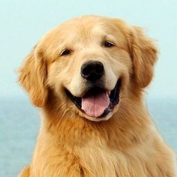 金毛犬的惊人成长:揭秘铁包金土狗的成年尺寸!