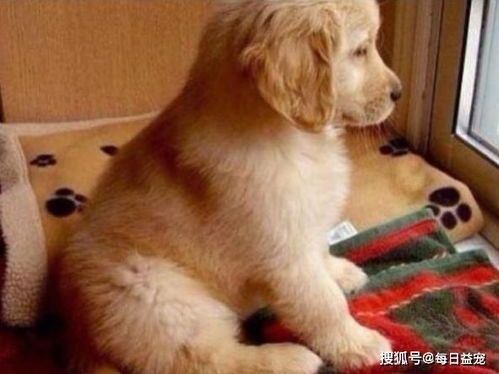 金毛犬的惊人成长:揭秘铁包金土狗的成年尺寸!