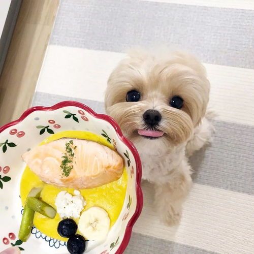 萌宠美食,小狗月食谱指南