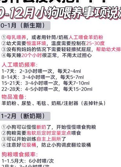 狗的喂食量标准对照表图（狗的喂食时间和次数）