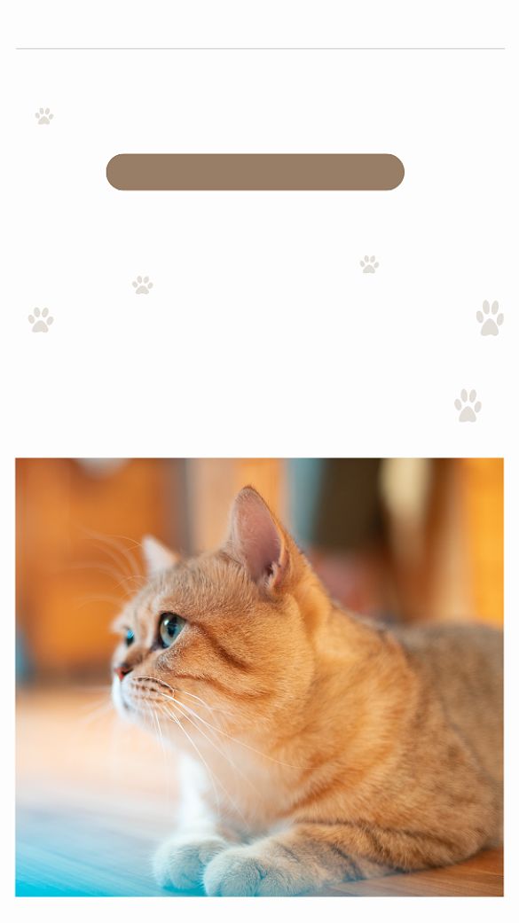 宠物猫文章配图背景