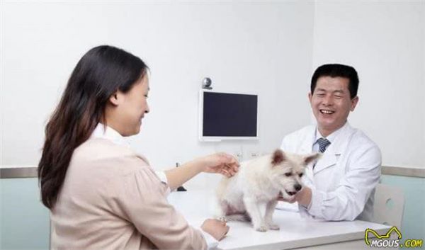 经过给狗狗看病，如何分辨一个宠物医生靠不靠谱