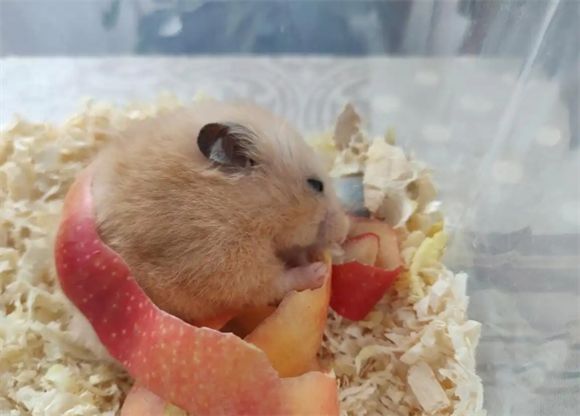 新手养仓鼠小贴士：如何打造可爱温馨的仓鼠之家
