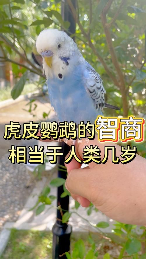 虎皮鹦鹉能吃茶叶花吗图片