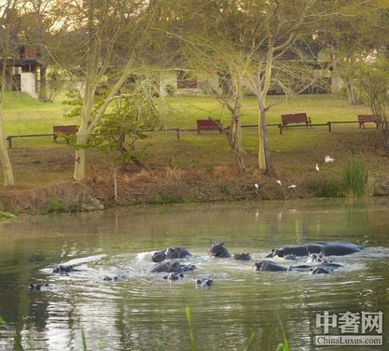 河马是酒店的宝贝