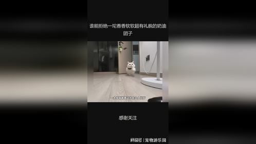 谁能拒绝一坨香香软软超有礼貌的奶油团子