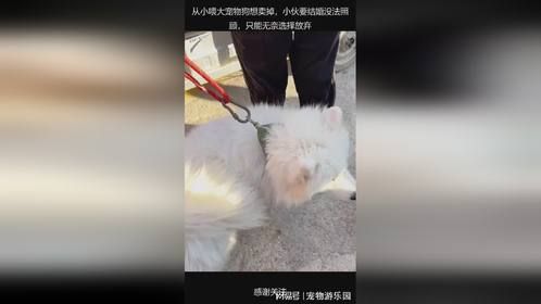 从小喂大宠物狗想卖掉，小伙要结婚没法照顾，只能无奈选择放弃