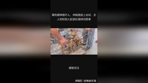 黄狗眼神很吓人，伸腿直接上去咬，主人怕咬到人赶紧处理掉怕惹事