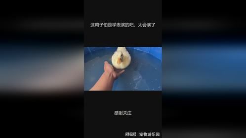 这鸭子怕是学表演的吧，太会演了