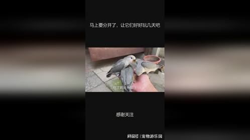 马上要分开了，让它们好好玩几天吧