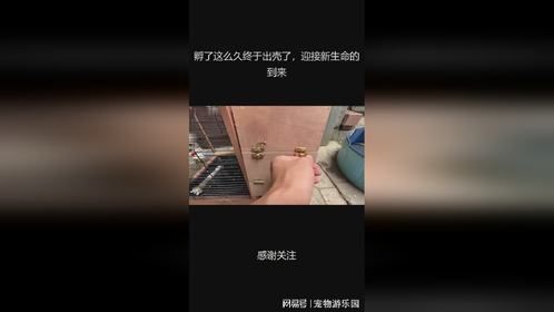 孵了这么久终于出壳了，迎接新生命的到来