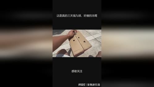 这是真的三天饿九顿，好瘦的池鹭