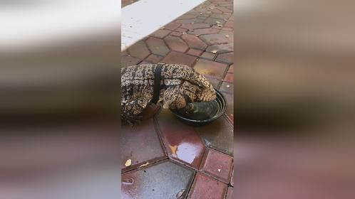 泰加蜥，爬宠异宠关注爬宠界