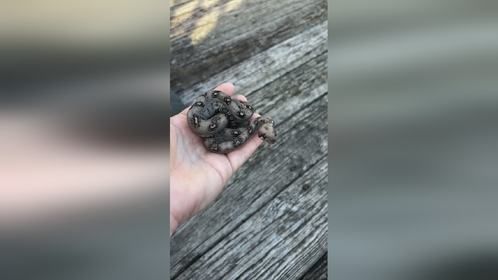 看我像不像#球蟒 ，#爬宠 #异宠 #红尾蚺 关注#爬宠界