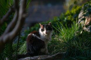 喵尔做什么的？宠物猫日常活动与习性解析