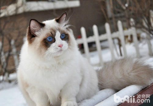 孕期的<a href=/zhonglei/mao/ target=_blank class=infotextkey>猫</a>咪在饮食上要注意什么