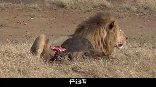 雄狮为了一块肉，直接咬断母狮“脊梁骨”，网友：“渣男”一个！