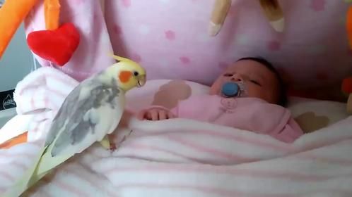 鹦鹉说话并不稀奇，你们见过鹦鹉哄小孩吗？看完笑得肚子疼