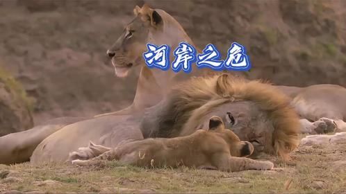 孤独幼狮的勇敢尝试：与父辈建立生存纽带