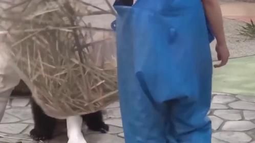 熊猫太嚣张，竟成了动物园小霸王，碰到女饲养员就求抱抱！
