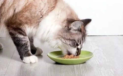 猫咪怀孕后多长时间能恢复正常的食欲呢?