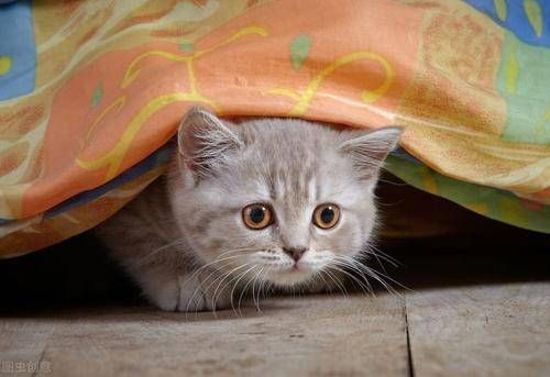 猫咪怀孕后多长时间能恢复正常的食欲呢?