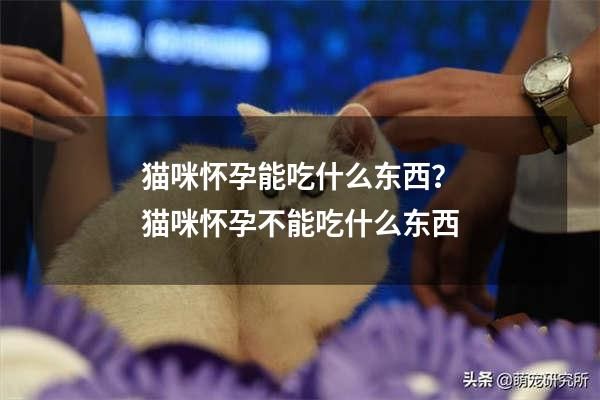 猫咪怀孕能吃什么东西？猫咪怀孕不能吃什么东西