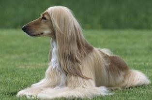 阿富汗猎犬孕期哺乳,科学喂养护理指南!