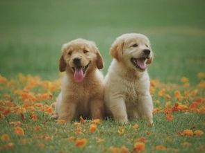 阿富汗猎犬孕期哺乳,科学喂养护理指南!