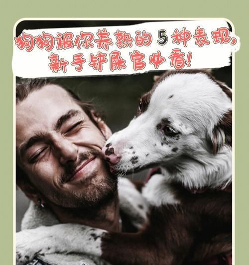 正确照顾孕期狗狗的方法（了解关键饮食、提供适当的锻炼和保持稳定的环境）