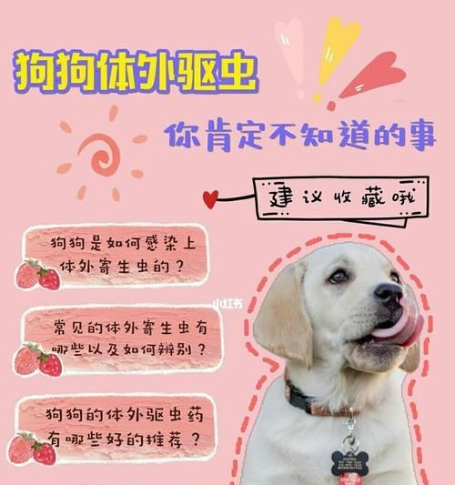 正确照顾孕期狗狗的方法（了解关键饮食、提供适当的锻炼和保持稳定的环境）