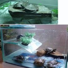 打造龟儿乐园，必备五大元素：水质、温度、光照、空间、清洁。