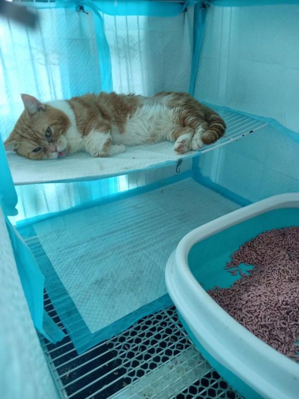 适合老年猫和离乳期小猫的猫饭1的做法