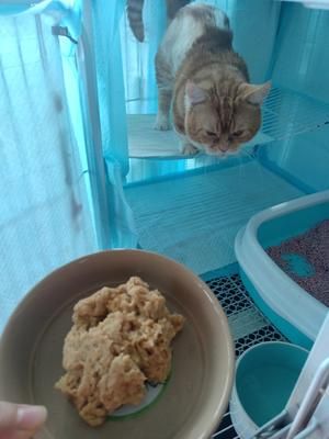 适合老年猫和离乳期小猫的猫饭1的做法 步骤10