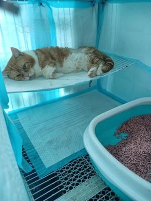 适合老年猫和离乳期小猫的猫饭1的做法 步骤14