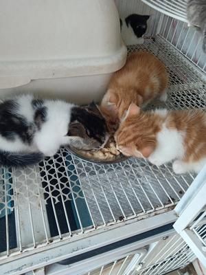适合老年猫和离乳期小猫的猫饭1的做法 步骤12